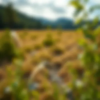 Natural landscape emphasizing ecological factors in land valuation